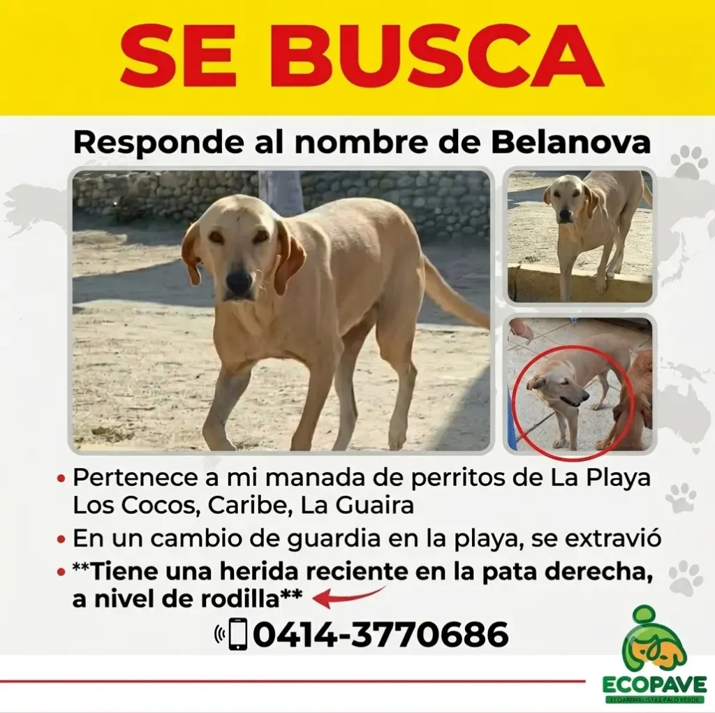 Belanova