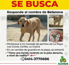 perdido en La Guaira