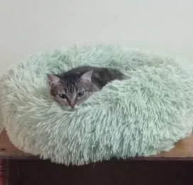 Gato perdido en La Guaira
