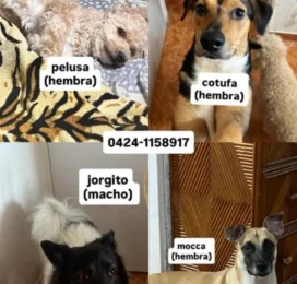 Perro perdido en La Guaira