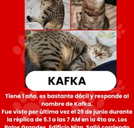 Gato perdido en Miranda