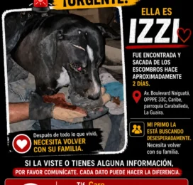 Perro perdido en La Guaira