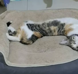Gato perdido en La Guaira