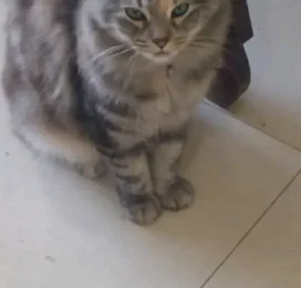 Gato perdido en La Guaira