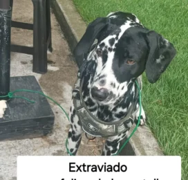 Perro Dálmata perdido en Miranda