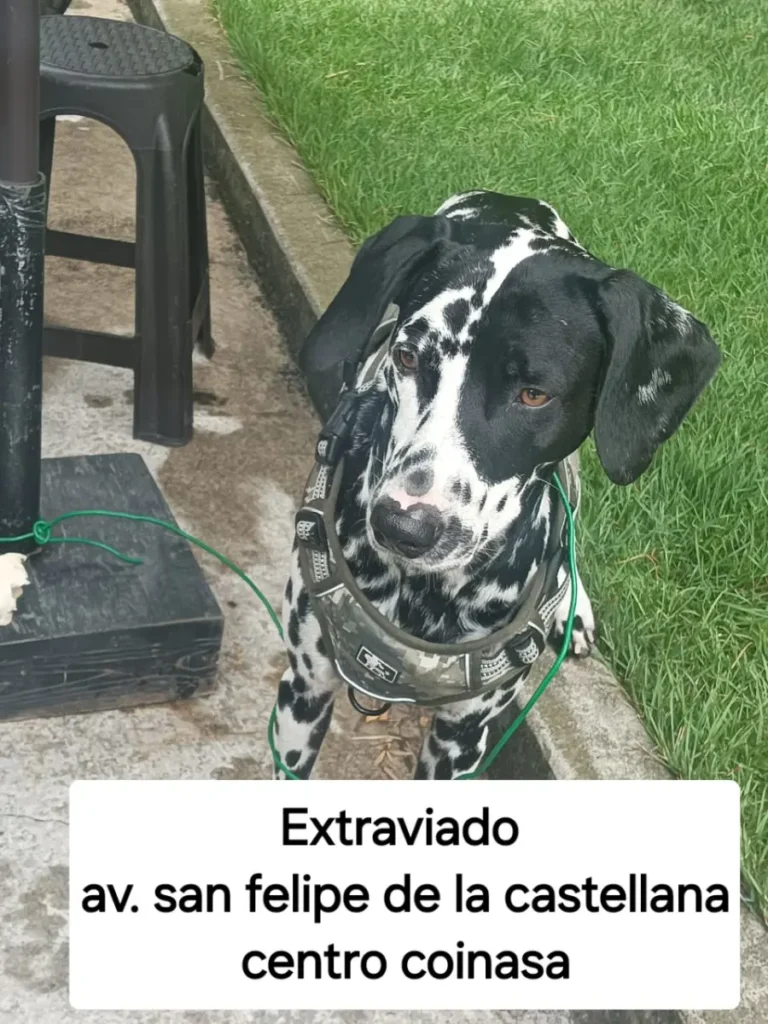 Perro perdido