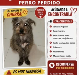 Perro perdido en Carabobo