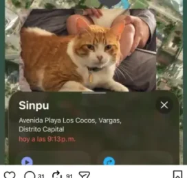 Gato Mestizo perdido en Distrito Capital