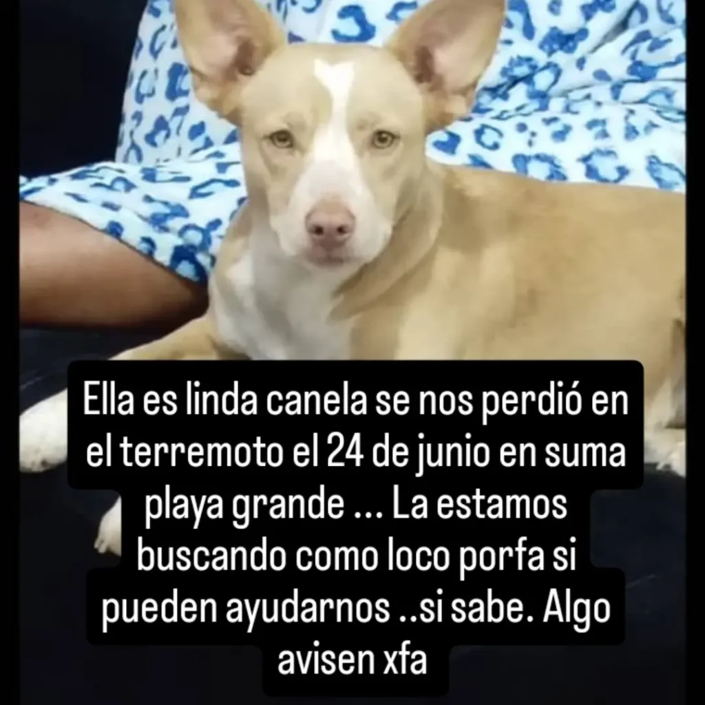 Perro perdido