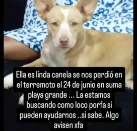 Perro perdido en La Guaira