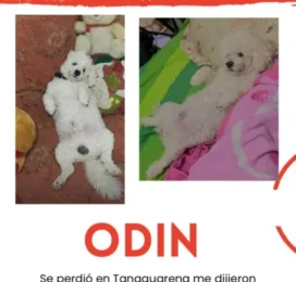 Perro Poodle (Caniche) perdido en La Guaira