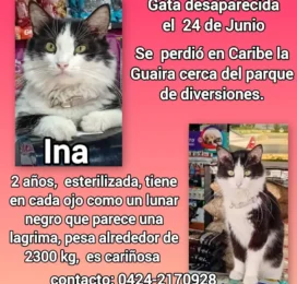 Perro perdido en La Guaira