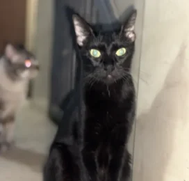 Gato perdido en La Guaira