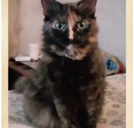 Gato perdido en La Guaira