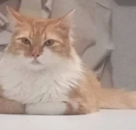 Gato perdido en La Guaira