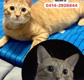 Gato perdido en La Guaira