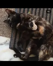 Gato perdido en La Guaira