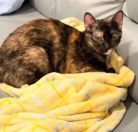 Gato perdido en La Guaira