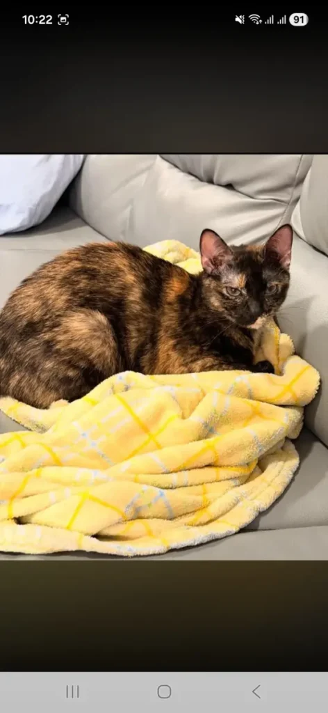 PEPINA