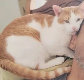 Gato perdido en Miranda
