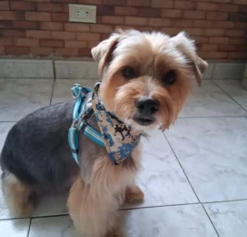 Perro Poodle (Caniche) perdido en La Guaira