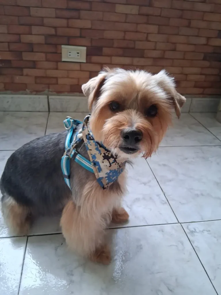 Churrito
