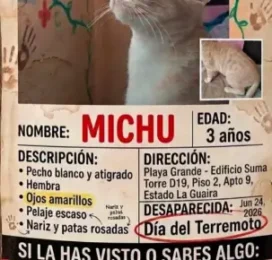 Gato Mestizo perdido en La Guaira