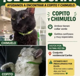Perro perdido