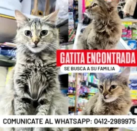 Gato Mestizo encontrado