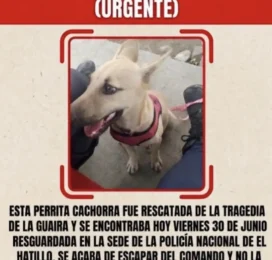 Perro perdido en Miranda