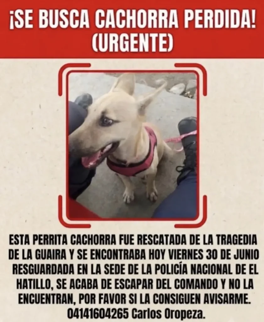 Perro perdido