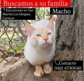 Gato Mestizo encontrado en Distrito Capital