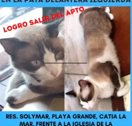 Gato Mestizo perdido en La Guaira