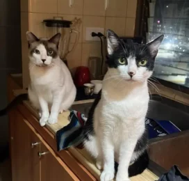 Gato perdido en La Guaira