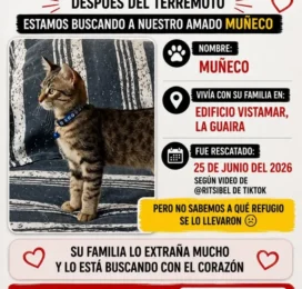 Perro Mestizo perdido en La Guaira