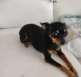 Perro perdido en La Guaira