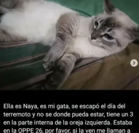 Gato Mestizo perdido en La Guaira