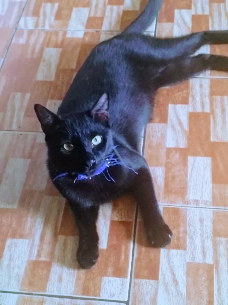 Drácula