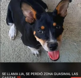 Perro perdido en Aragua