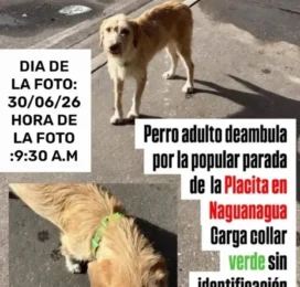 Perro perdido en Carabobo