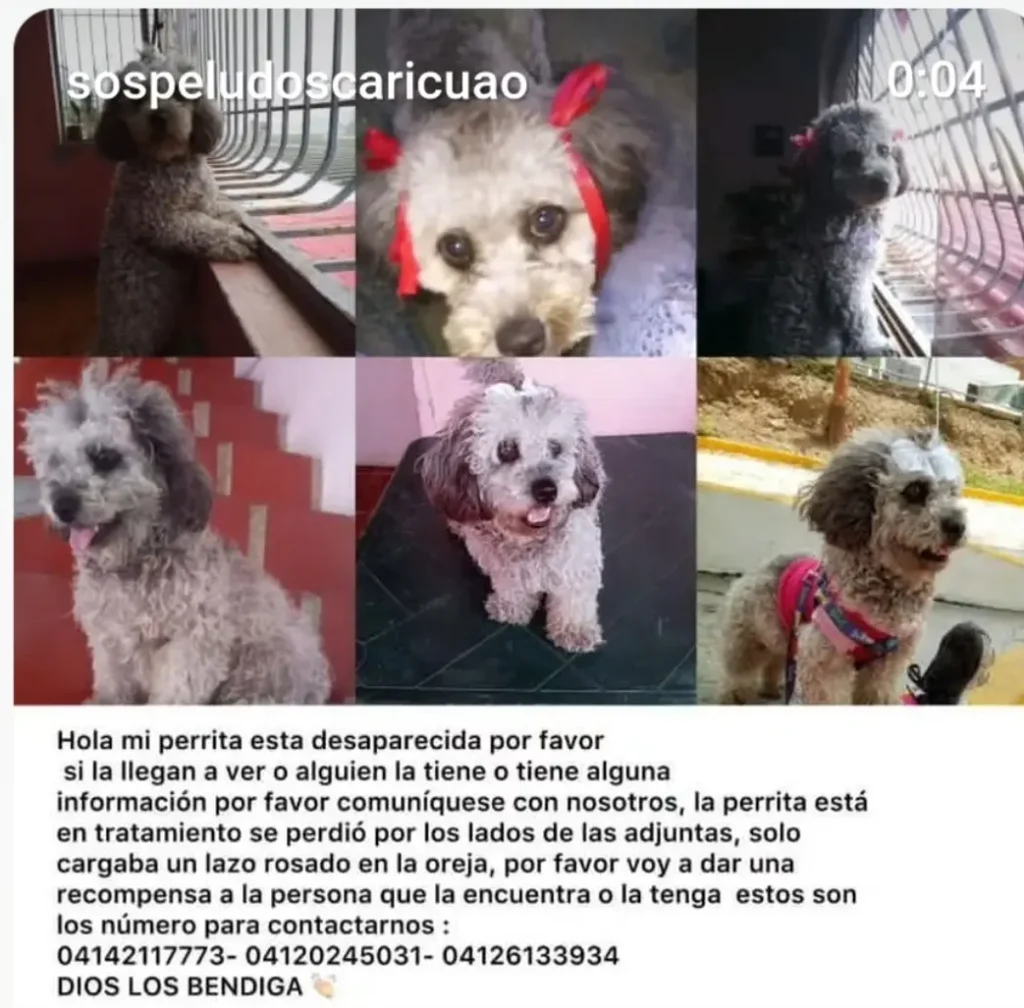 Perro perdido