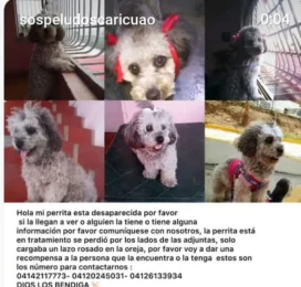 Perro Poodle (Caniche) perdido en Miranda