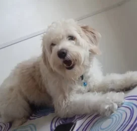 Perro Poodle (Caniche) perdido