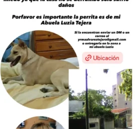 Perro perdido en La Guaira