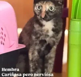 Gato encontrado en La Guaira