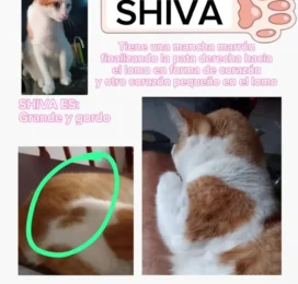 Gato perdido