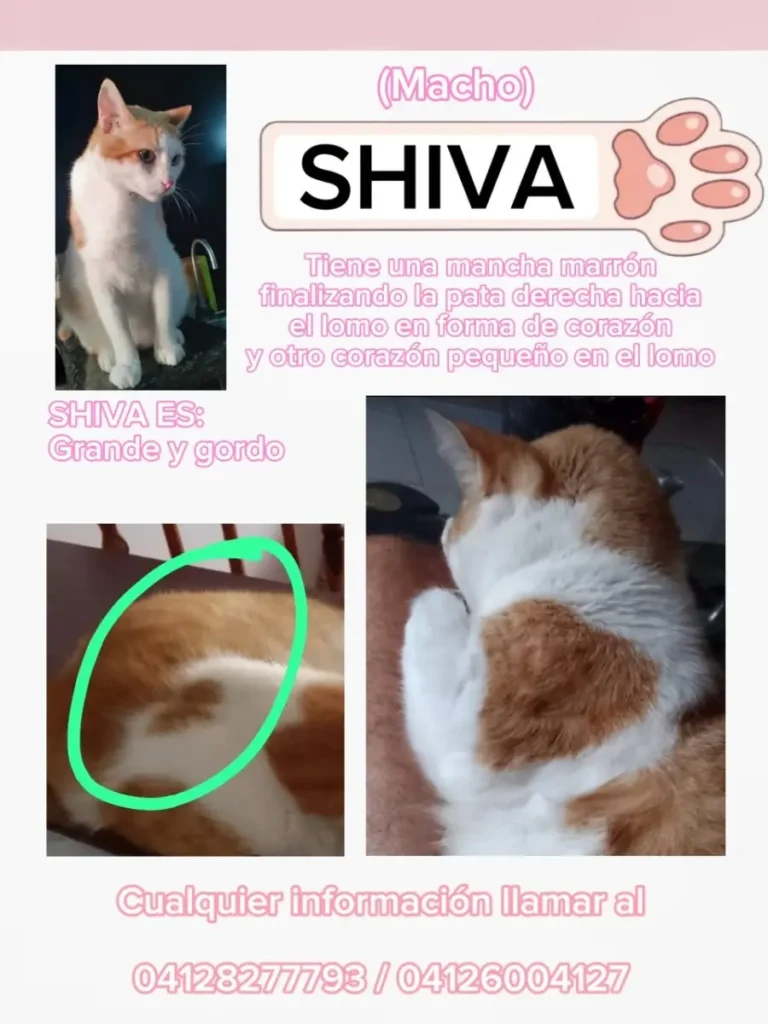 Shiva