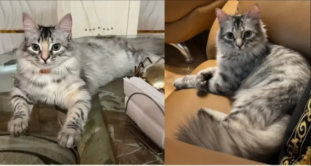 Kiki