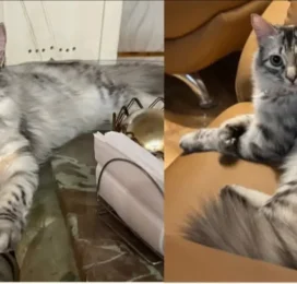 Gato perdido en La Guaira