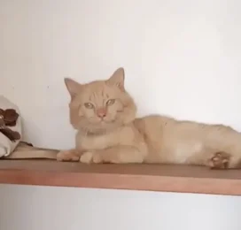 Gato Angora perdido en La Guaira